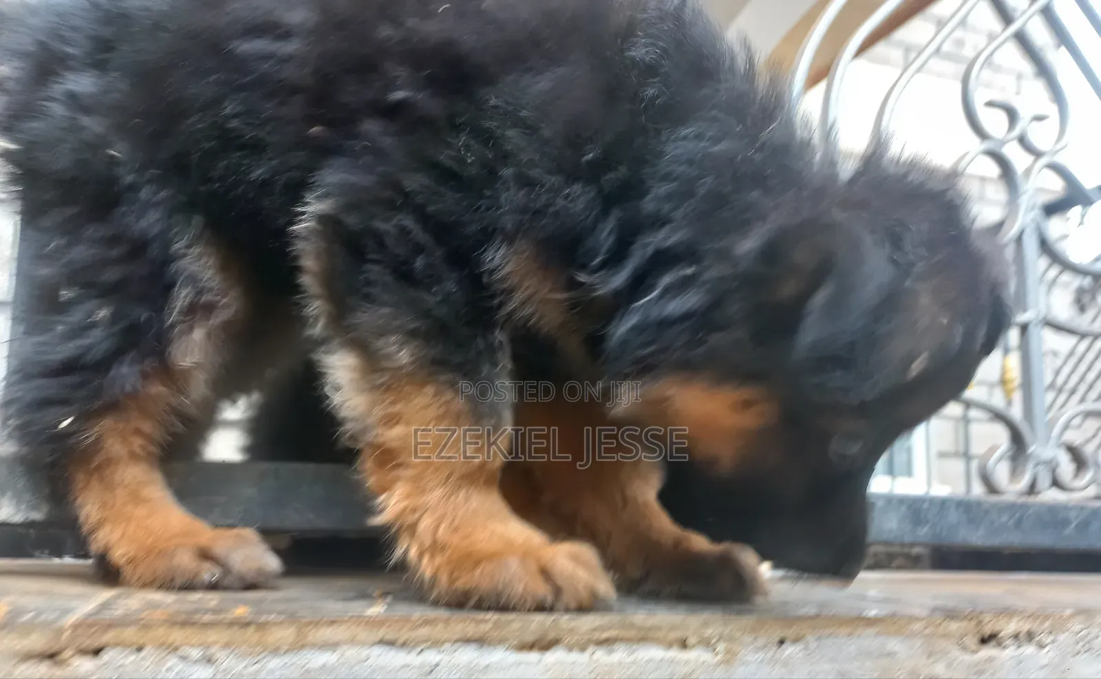 1-3 months Female Purebred German Shepherd