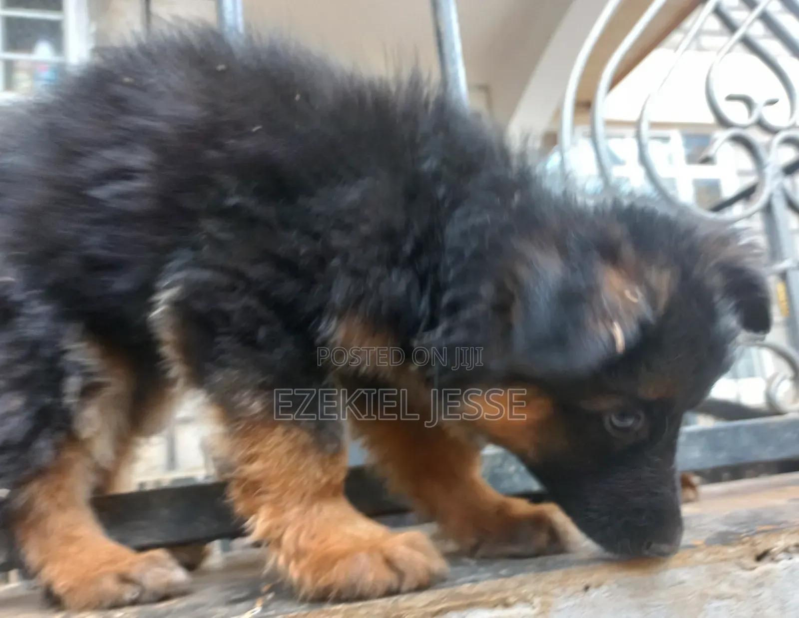 1-3 months Female Purebred German Shepherd