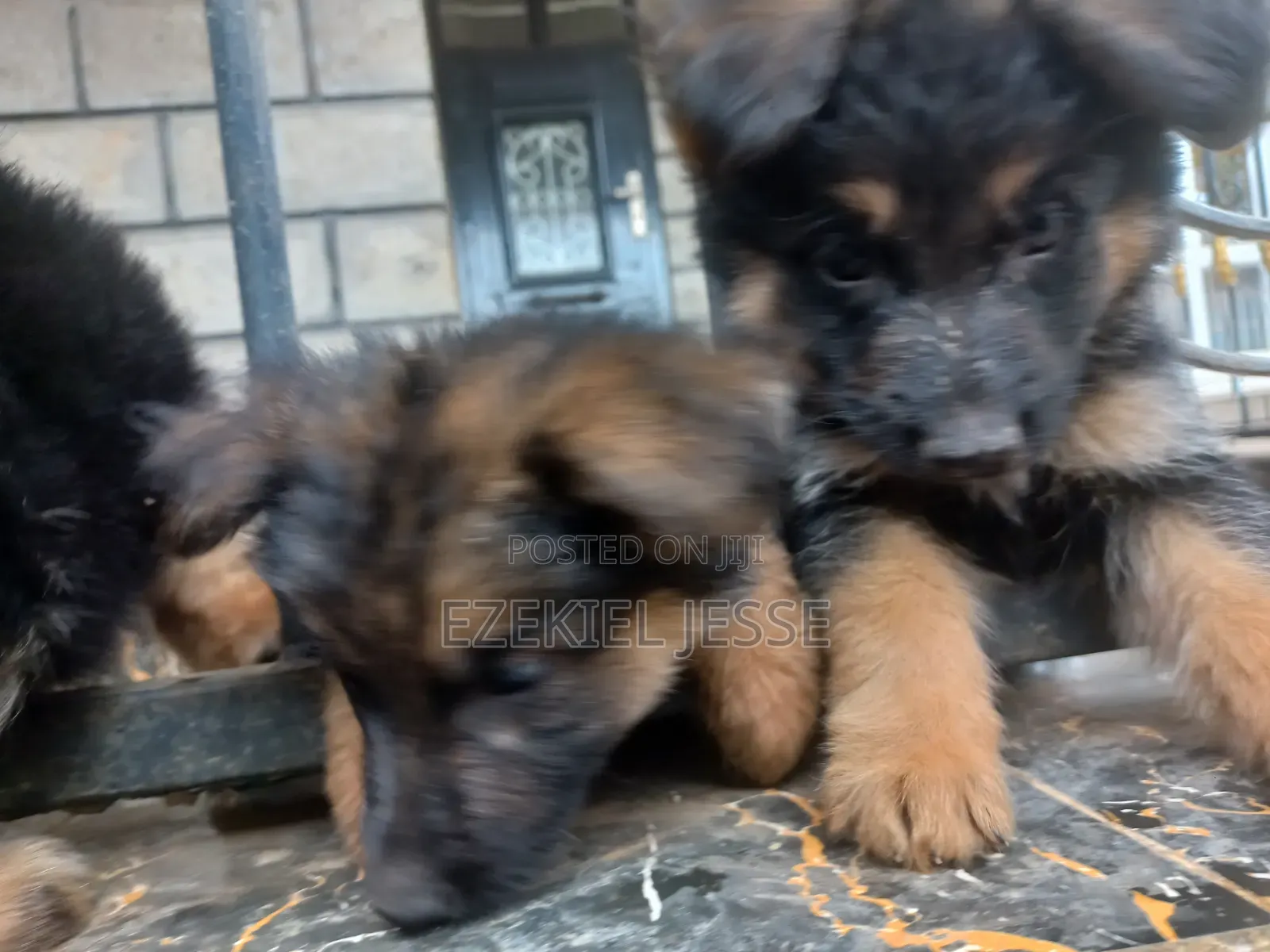 1-3 months Female Purebred German Shepherd