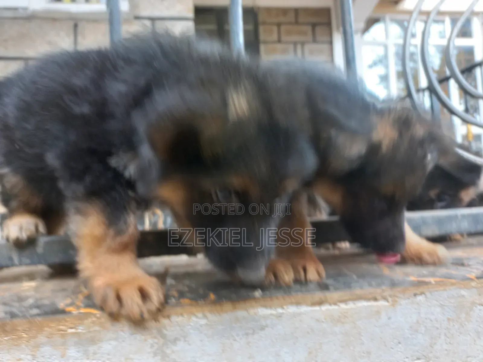 1-3 months Female Purebred German Shepherd