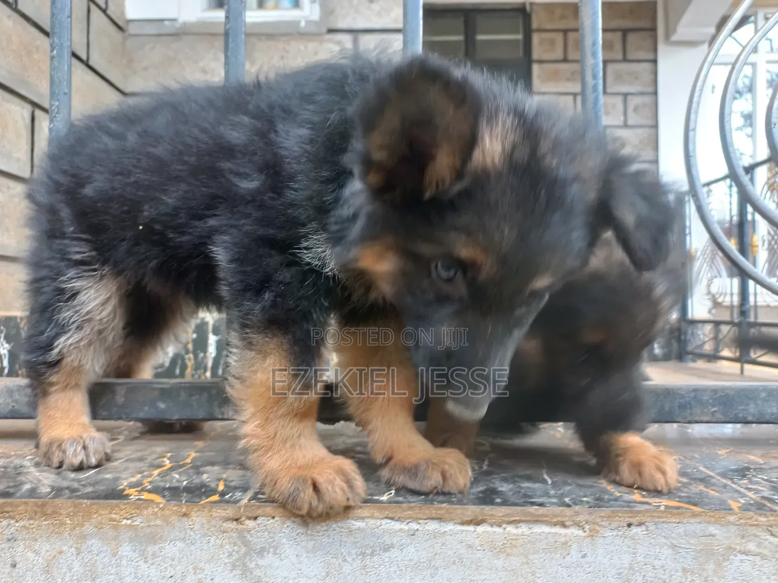 1-3 months Female Purebred German Shepherd