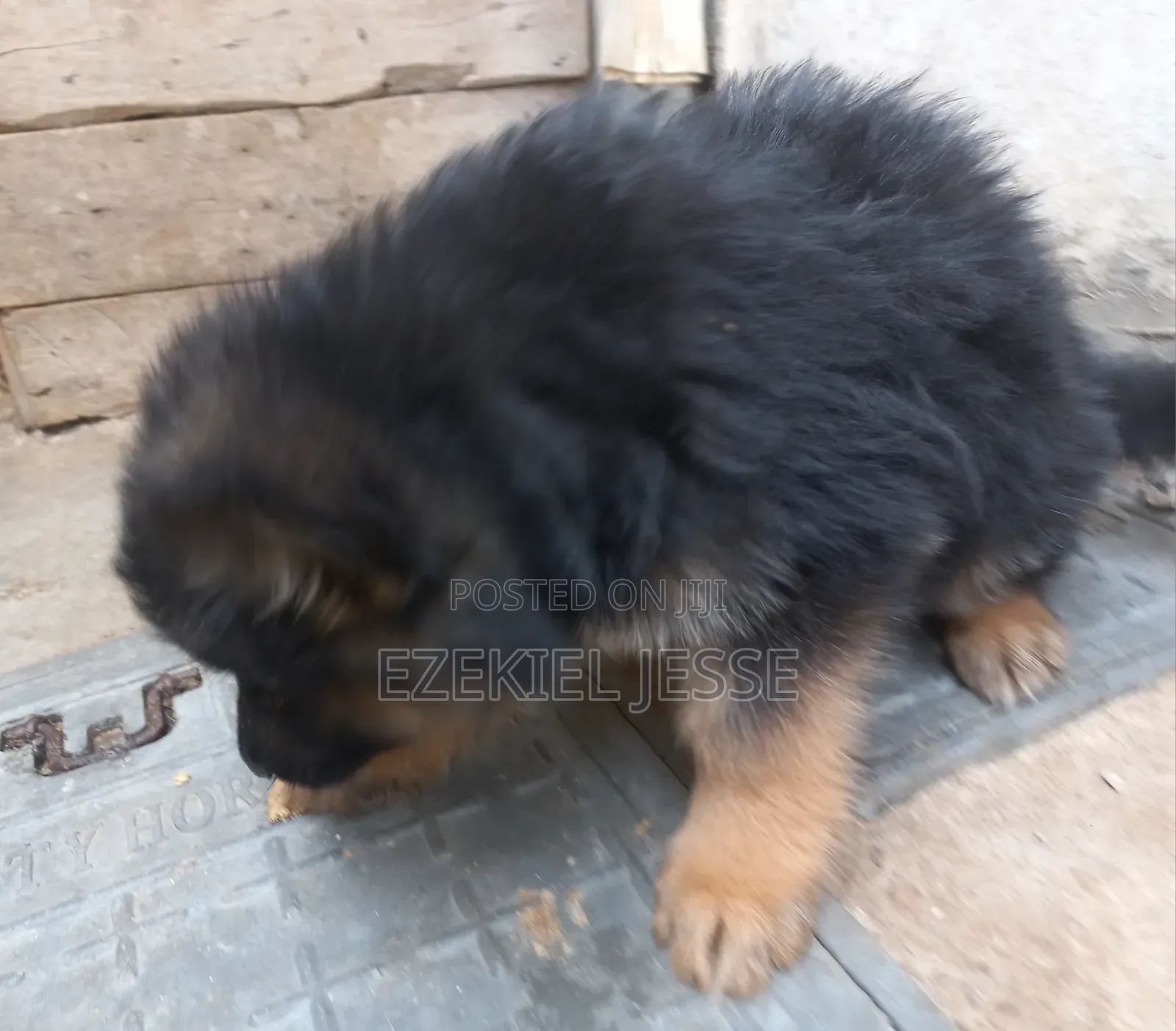 1-3 months Female Purebred German Shepherd