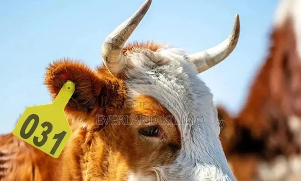 Herd Sorting Numbered Z- Tags