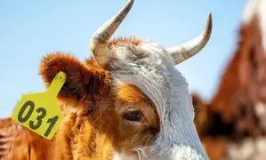 Herd Sorting Numbered Z- Tags