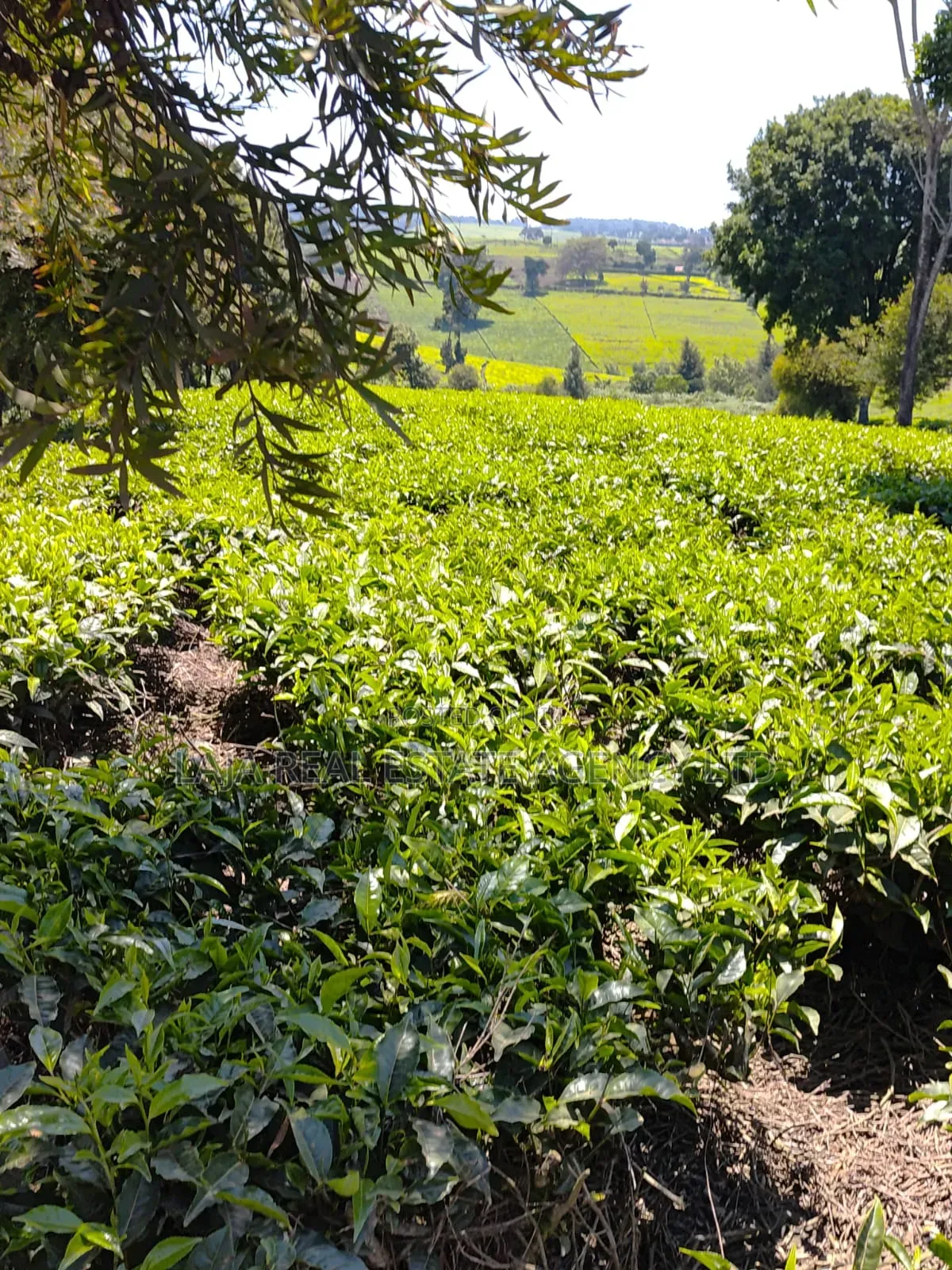 Limuru Farm 3.5 Acres Sale