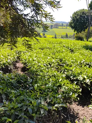 Limuru Farm 3.5 Acres Sale