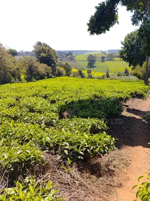 Limuru Farm 3.5 Acres Sale