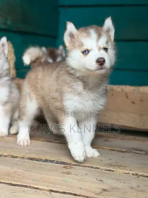 1-3 months Male Purebred Siberian Husky
