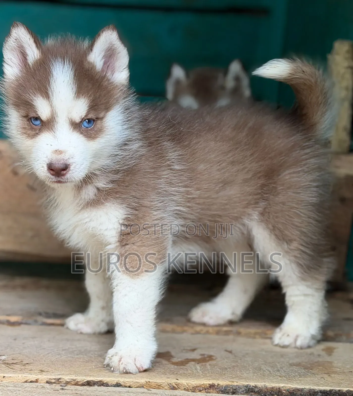 1-3 months Male Purebred Siberian Husky