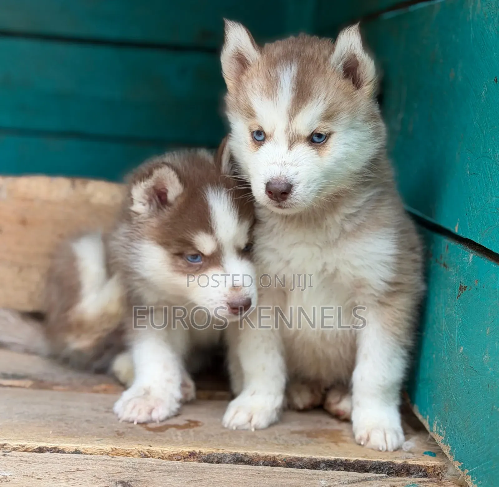 1-3 months Male Purebred Siberian Husky