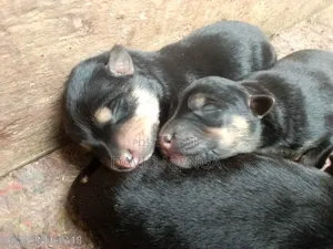 1-3 months Male Mixed Breed Rottweiler