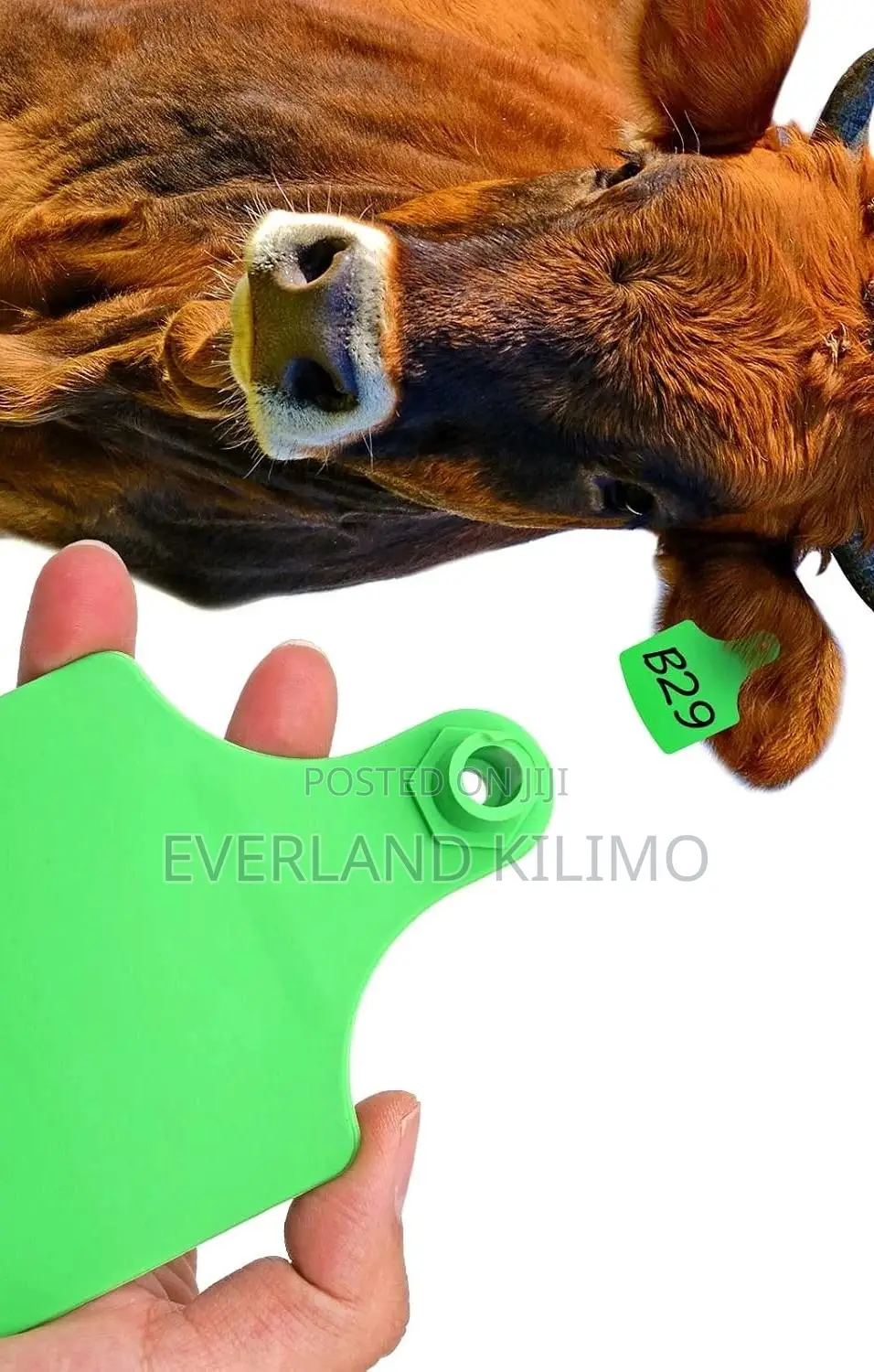 Livestock Filing ID Customized Large Ear Tags