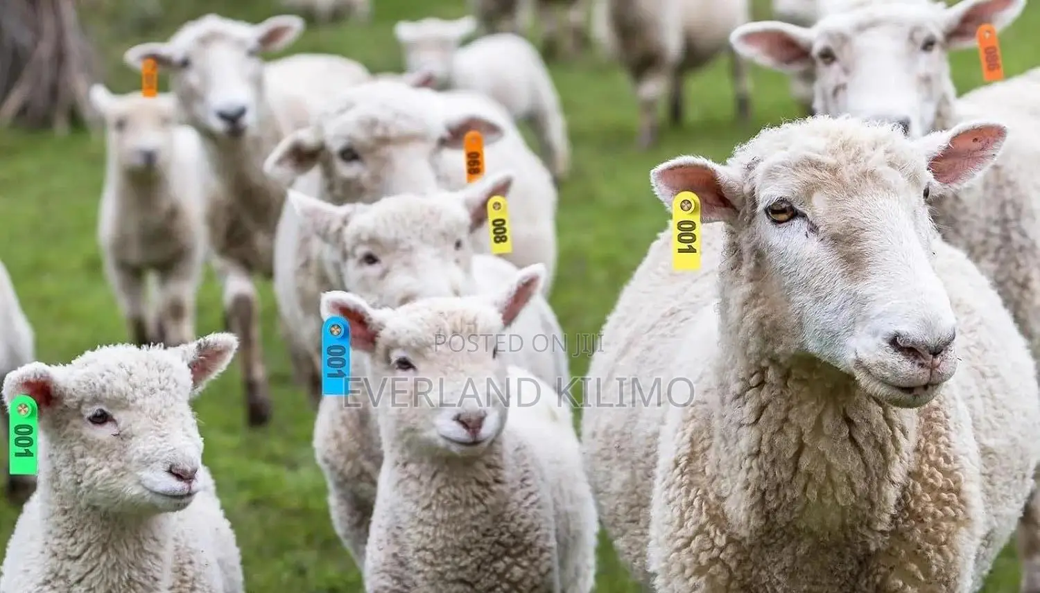 Farm Register Number Slim Ear Tags for Sheeps