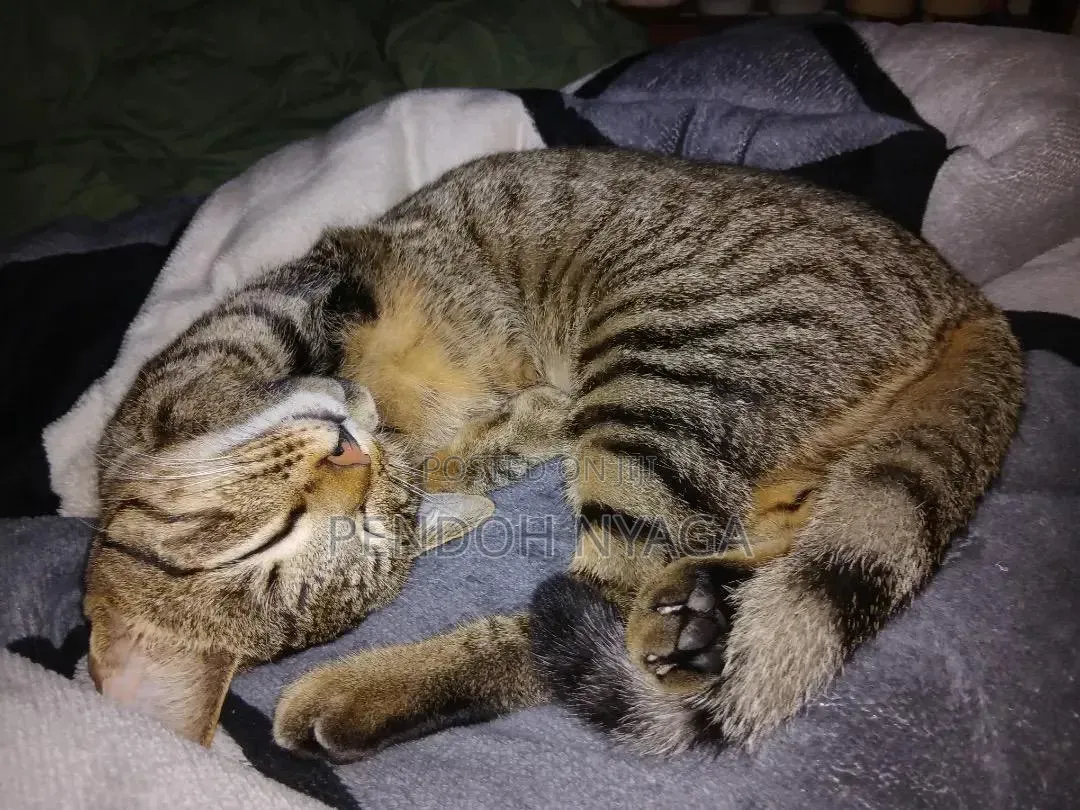 6-12 months Male Mixed Breed Tabby