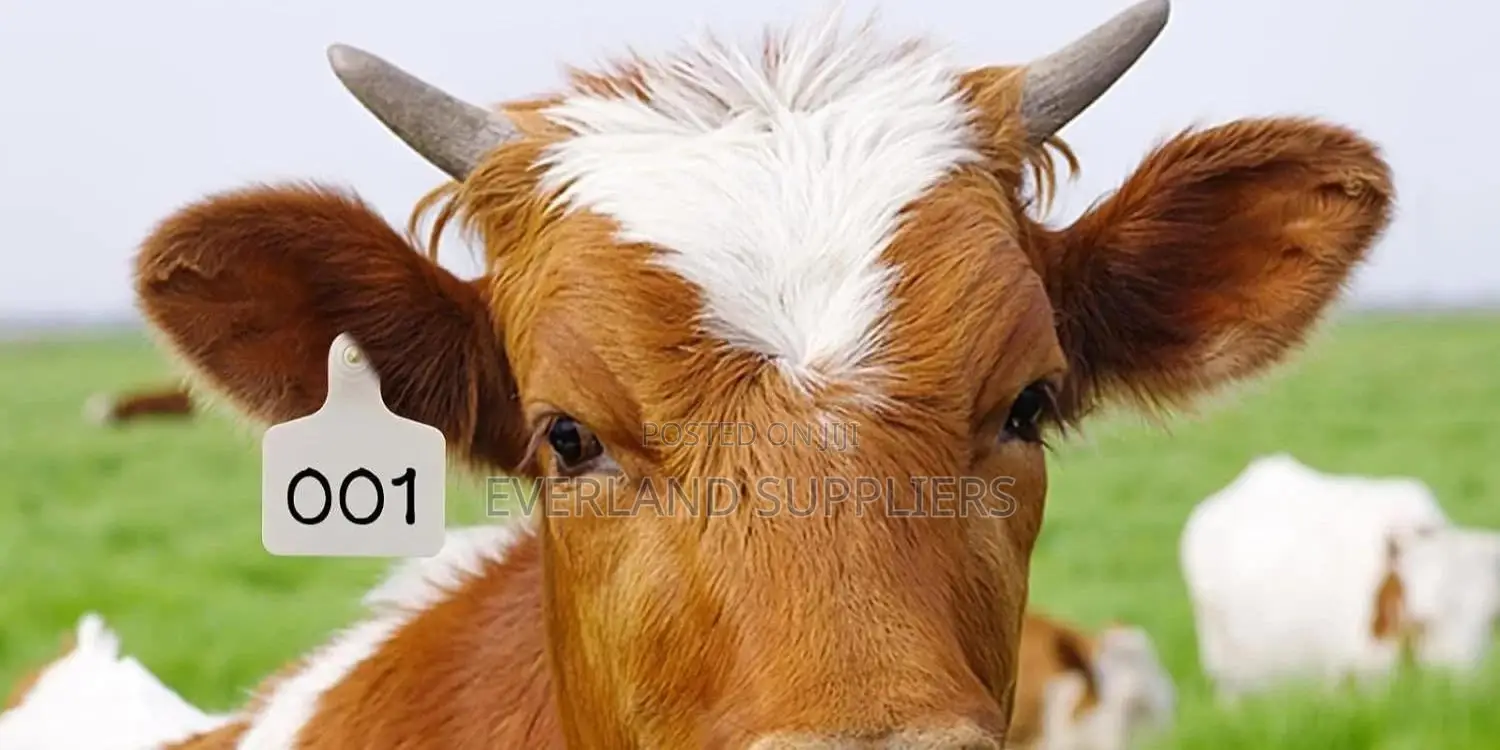 Cattle Record-Link Large Ear Tags Numbered