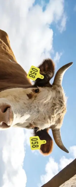 Rapid Identification Ear Large Tags for Cattles Numbered