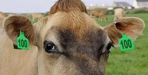 Large Cattle Ear Tags for Group Selection - Numbered