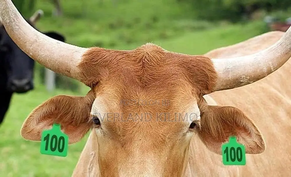 Animal Allocation Medium Ear Tags - Numbered