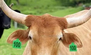 Animal Allocation Medium Ear Tags - Numbered
