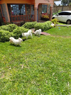 6-12 months Male Purebred Japanese Spitz