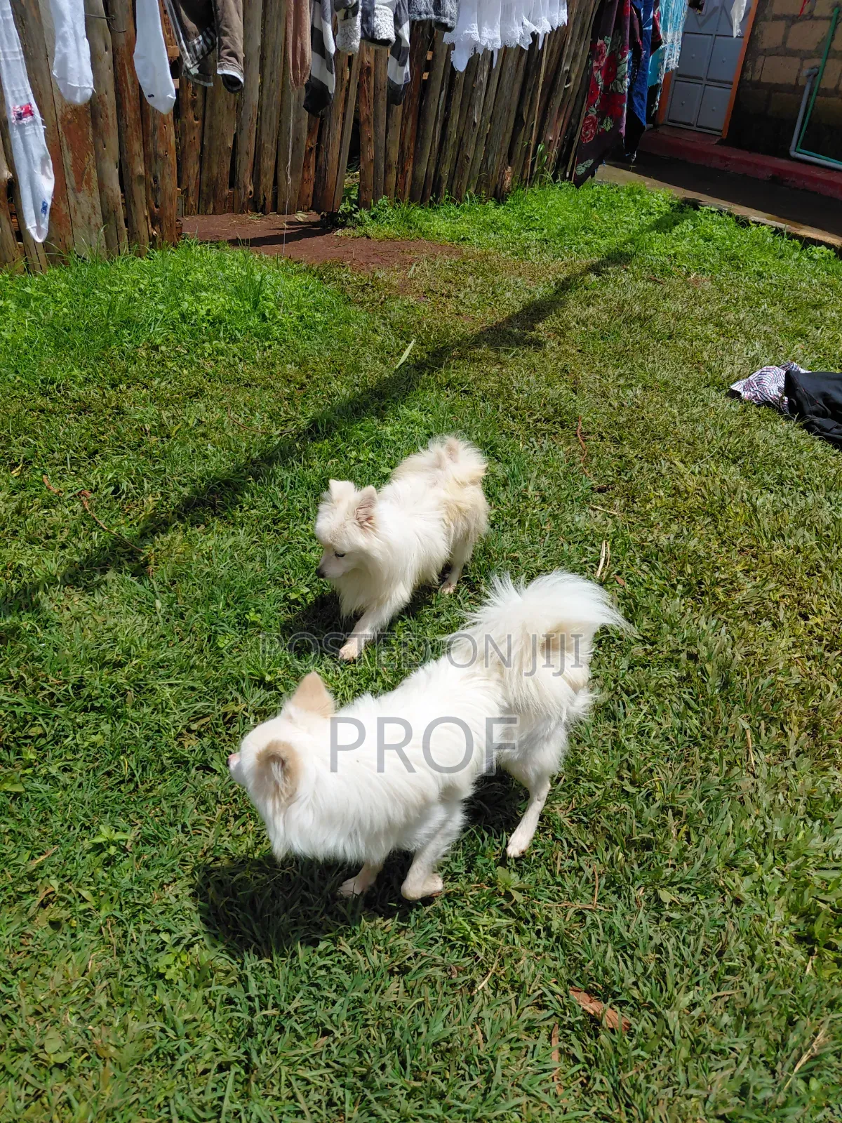 6-12 months Male Purebred Japanese Spitz