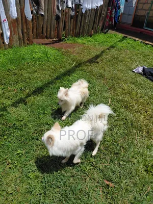 6-12 months Male Purebred Japanese Spitz