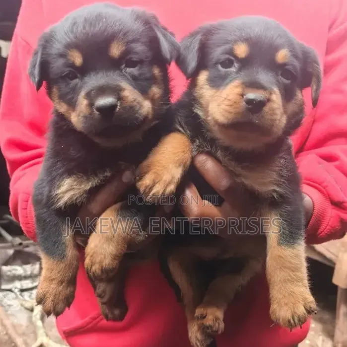 1-3 months Female Purebred Rottweiler