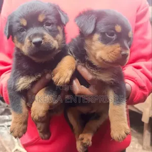 1-3 months Female Purebred Rottweiler