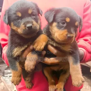 1-3 months Male Purebred Rottweiler
