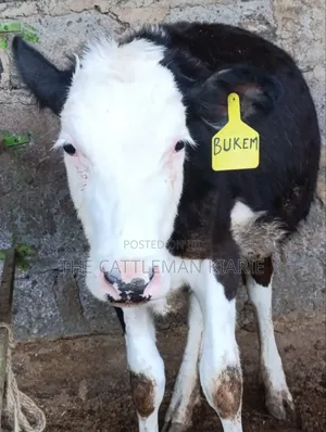 Fleckvieh for Sale in Githunguri
