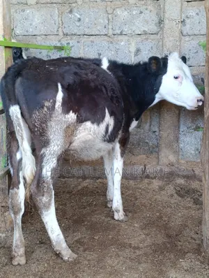 Fleckvieh for Sale in Githunguri