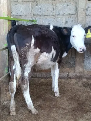 Fleckvieh for Sale in Githunguri