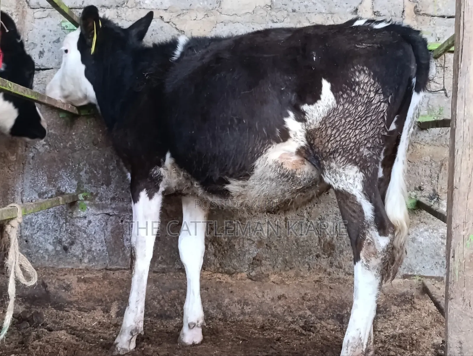 Fleckvieh for Sale in Githunguri