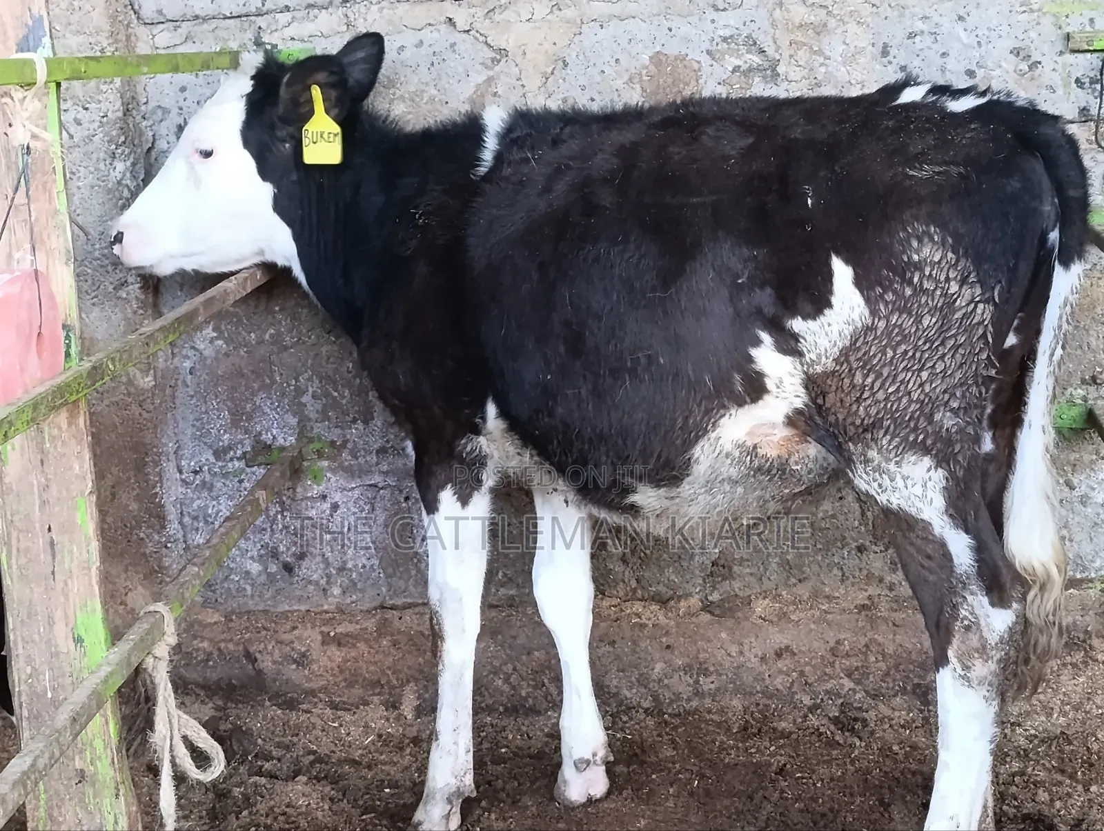 Fleckvieh for Sale in Githunguri