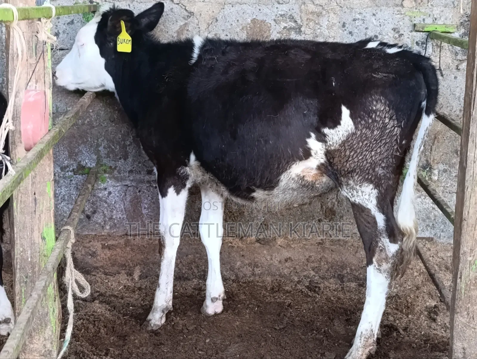 Fleckvieh for Sale in Githunguri