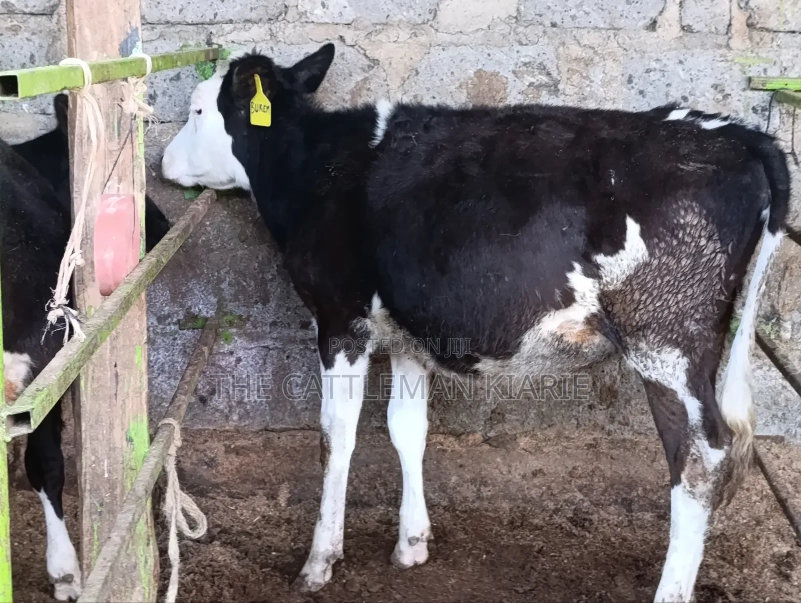 Fleckvieh for Sale in Githunguri