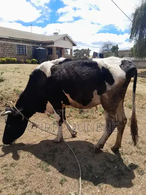 Friesian Cow