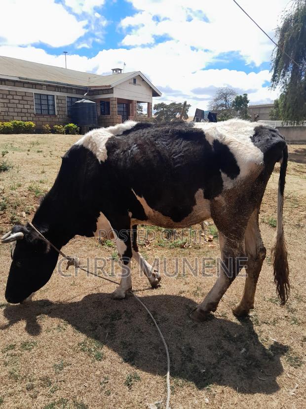 Friesian Cow