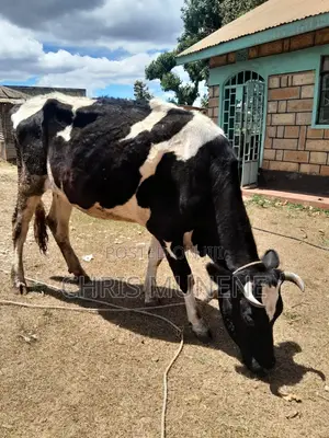 Friesian Cow
