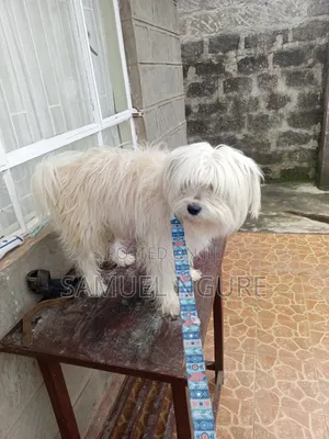 TailTales_ke
