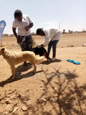 TailTales_ke