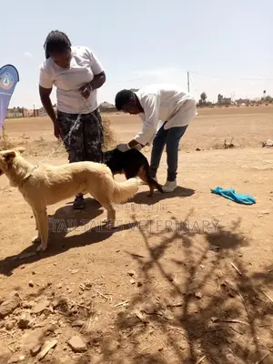 TailTales_ke