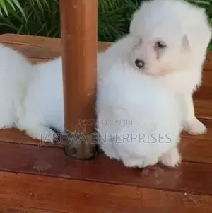 1-3 months Male Purebred Havanese