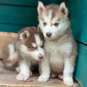 1-3 months Male Purebred Siberian Husky