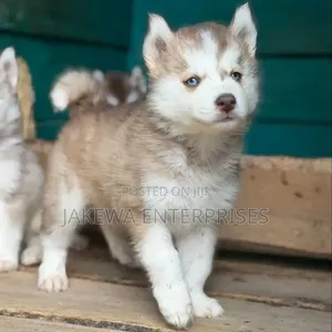 1-3 months Male Purebred Siberian Husky