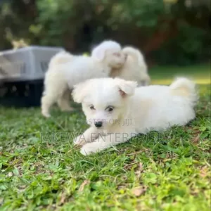 1-3 months Male Purebred Havanese