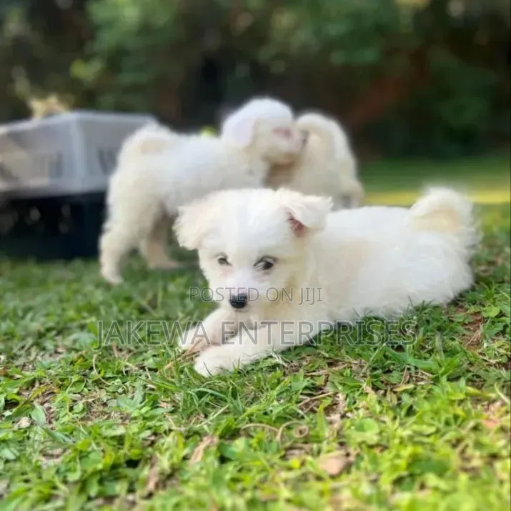 1-3 months Male Purebred Havanese