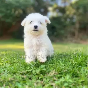 1-3 months Female Purebred Havanese