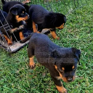 1-3 months Male Purebred Rottweiler