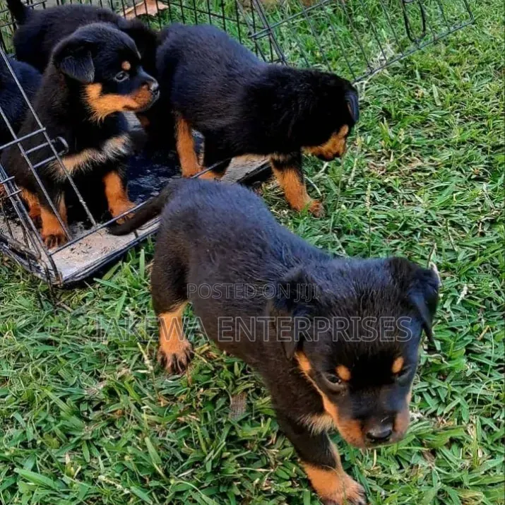 1-3 months Male Purebred Rottweiler